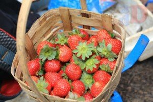 strawberry fresh medium